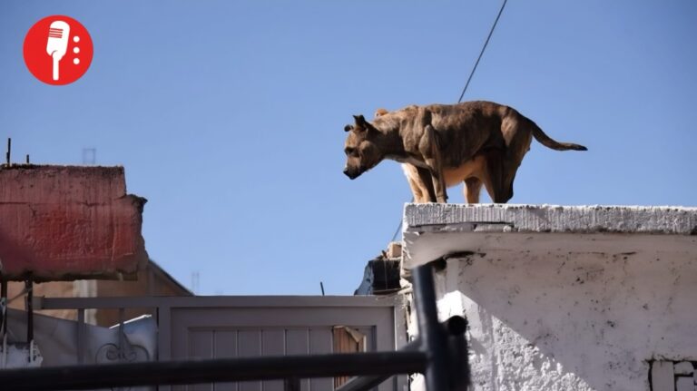 Propuesta para aumentar penas por maltrato animal en Veracruz
