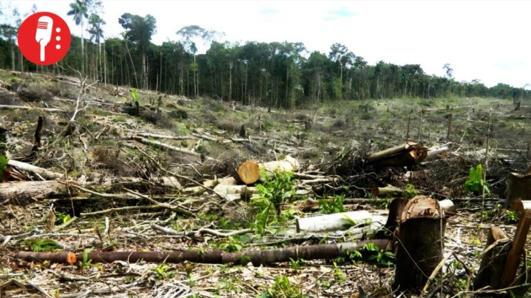 Certificado para proteger bosques de la deforestación