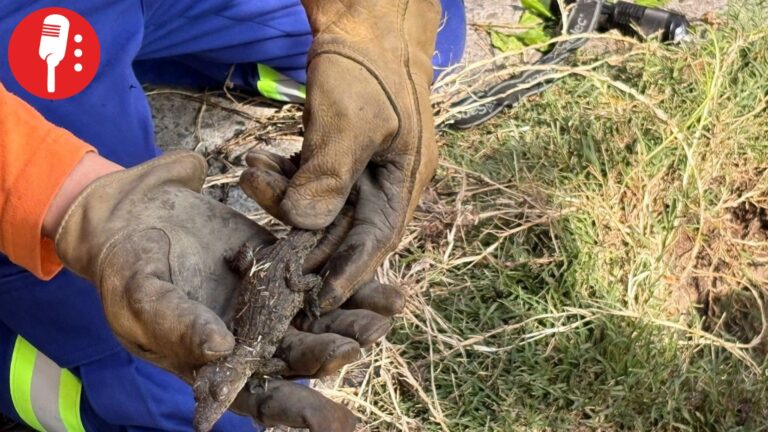 Capturan cocodrilo en coladera de Coyoacán; fue trasladado a Protección Animal