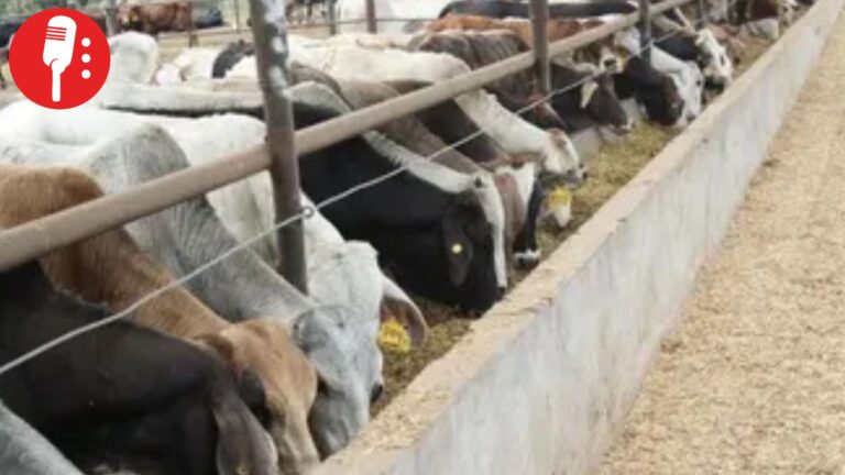 Gusano barrenador llega a Estados Unidos; apuntan a tráfico ilegal de ganado