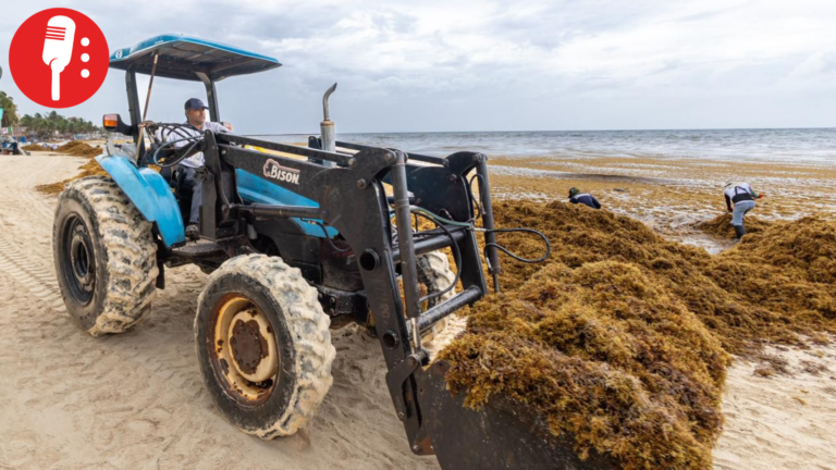 Reto Sargazo 2026 va por limpieza de costas de Playa del Carmen