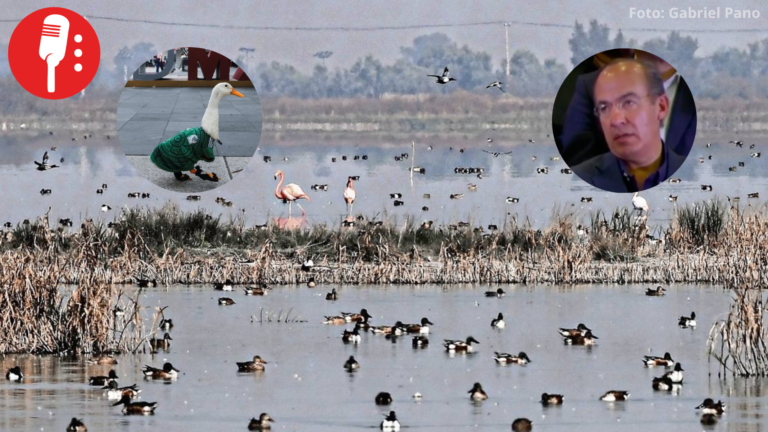 Calderón pide proteger a Merlín, pero propuso destrucción del Lago de Texcoco