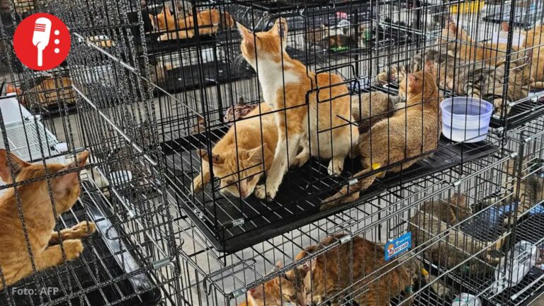 Rescatan a más de 400 gatos que serían vendidos como comida en Vietnam