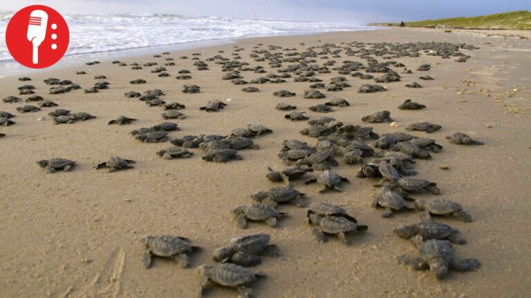 Temporada de anidación de tortugas en Veracruz registra cientos de nidos