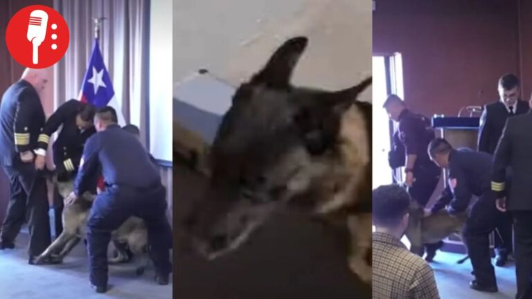 Perro antidrogas muerde a vicealmirante durante ceremonia de Armada de Chile