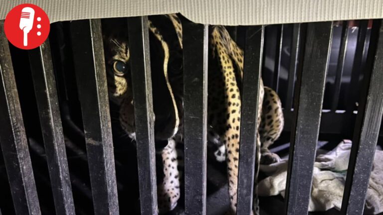 Rescatan a jaguar atrapado en una trampa para jabalí en Tamaulipas