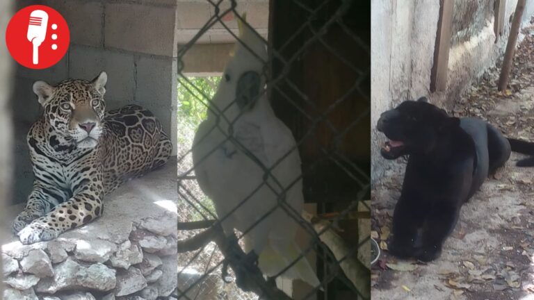 Rescatan 15 animales exóticos durante cateo en Playa del Carmen