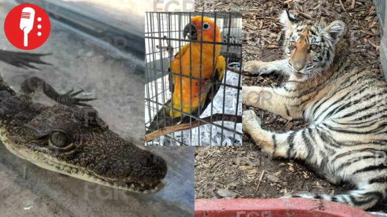 Aseguran tigre de bengala, cocodrilo, pitón y aves protegidas en cateo en Zapopan