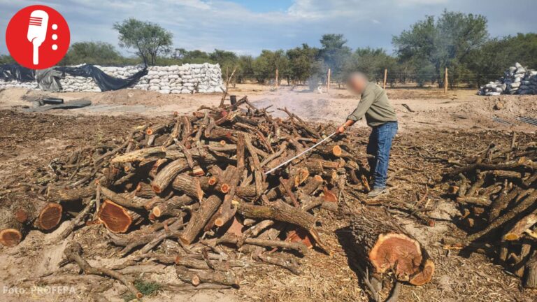 Profepa asegura más de 223 toneladas de carbón ilegal y clausura empresa por contaminación en Durango