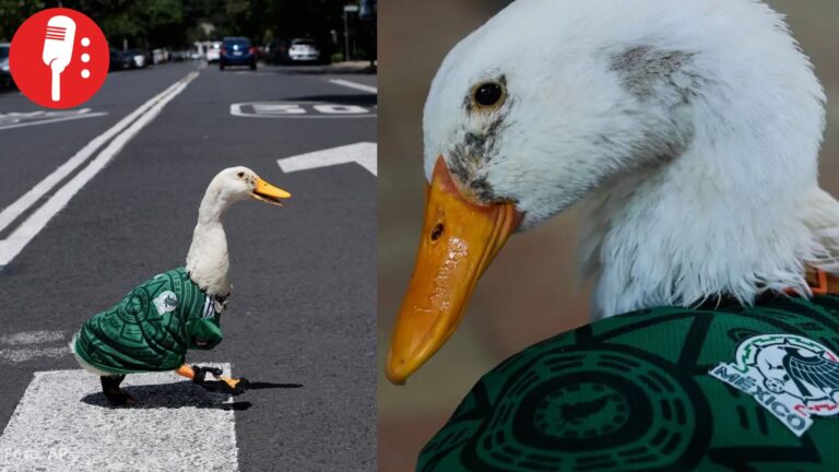 Merlín, el “Pato Mundialista” que conquistó a la afición, ya llamó la atención de la FIFA