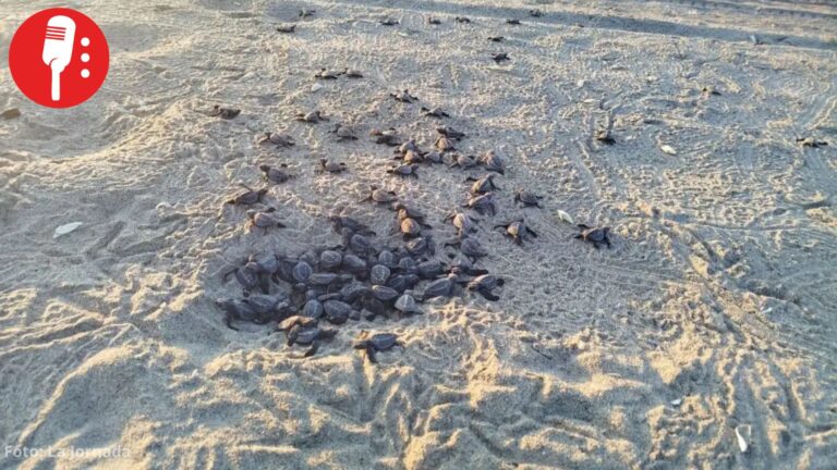 Morro Ayuta rompe récord: más de 34 millones de crías de tortuga golfina liberadas