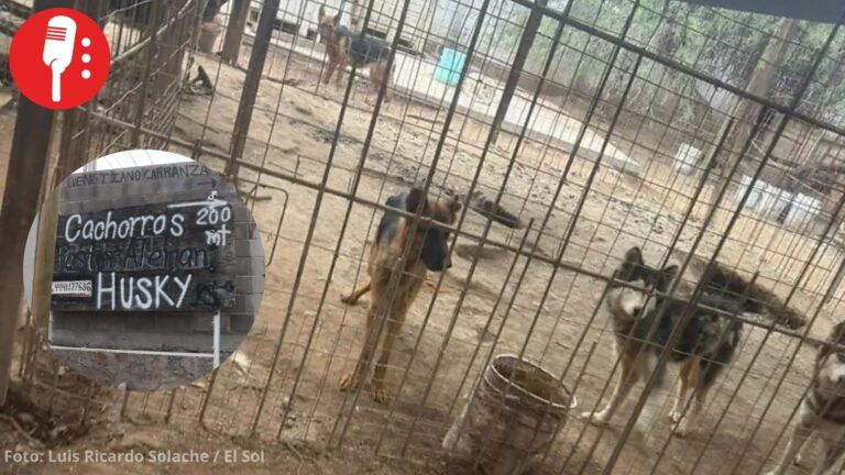 Criadero de perros clandestino operó 15 años en SLP pese a denuncias de maltrato