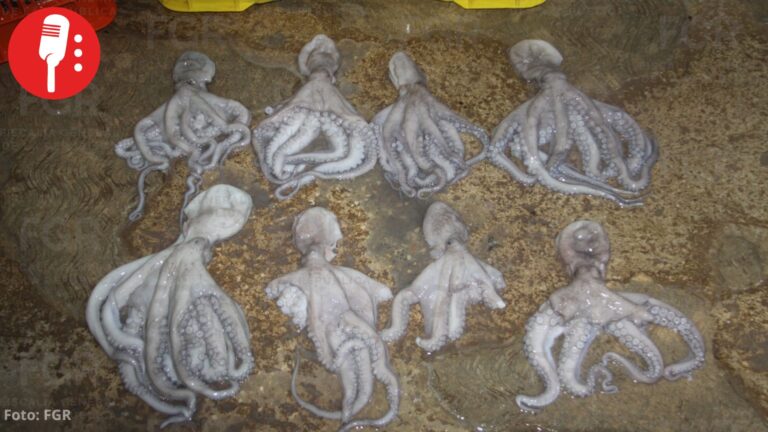 Detienen a dos hombres con 461 kilos de pulpo maya protegido en Yucatán
