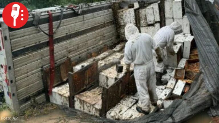 Camión con 400 colmenas vuelca en Texas y libera miles de abejas