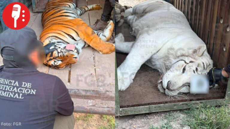 FGR asegura tigres de bengala, un ocelote y un lince durante cateo en Durango