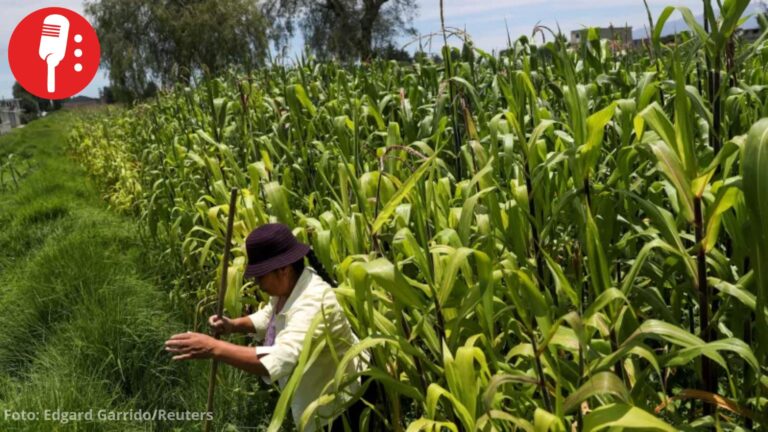 México será el mayor importador de maíz del mundo en 2035, prevén OCDE y FAO
