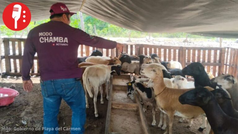 Playa del Carmen refuerza atención veterinaria en ranchos