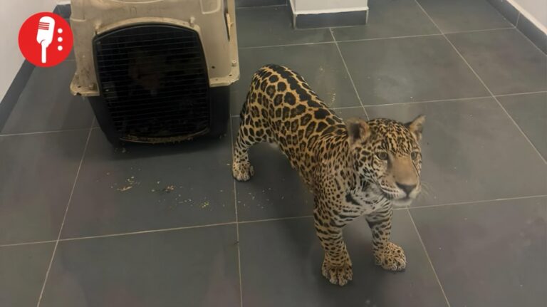 Rescatan jaguar cachorro en Zitácuaro