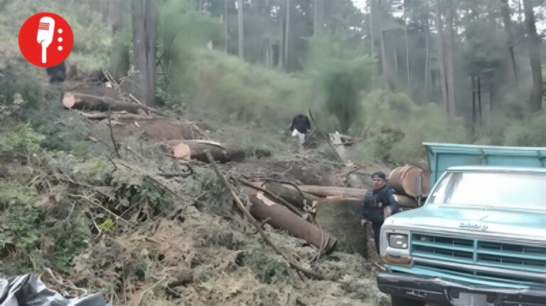 El Ajusco respira: cae 95% la tala ilegal en el pulmón verde del Valle de México