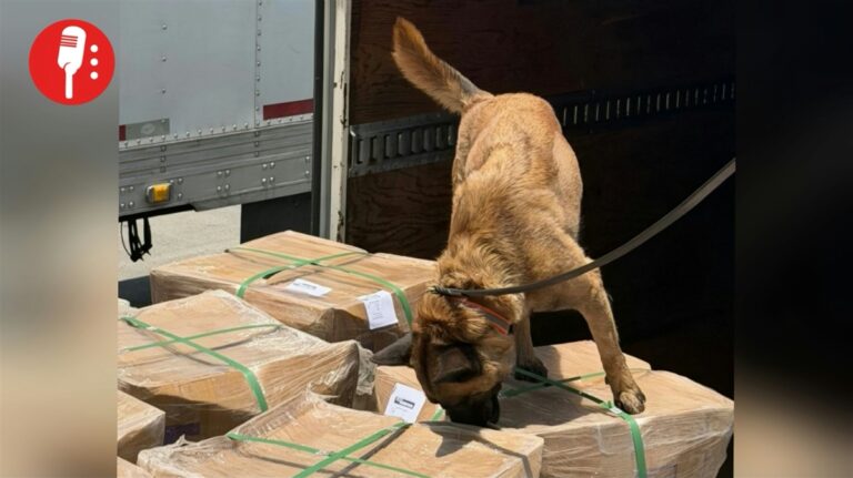 Decomisan 500 kilos de tepezcohuite en el AICM con destino a Gran Bretaña