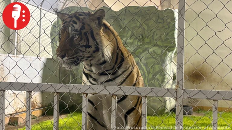 Cateo destapa zoológico clandestino: leones, jaguar y tigre asegurados en San Luis Potosí