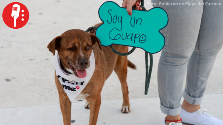 ¡Guau! “Adoptamanía” da una nueva oportunidad a perros rescatados en Playa del Carmen