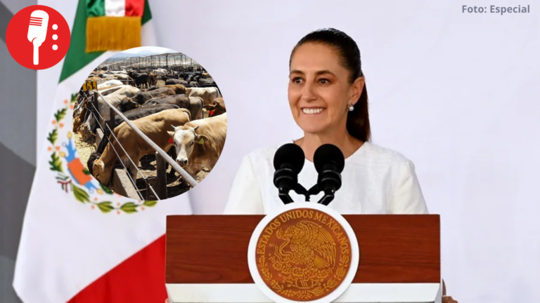 Reanudarán exportaciones de ganado mexicano a Estados Unidos en agosto