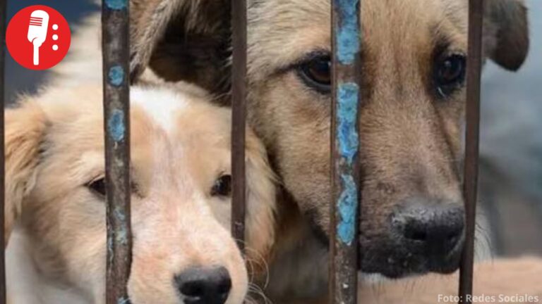 Aumentan denuncias por maltrato animal en CDMX: más de 4 mil casos anuales