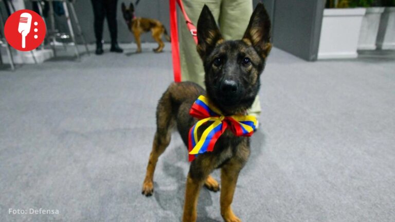 Venezuela dona a México cachorra rescatista tras misión humanitaria por sismos