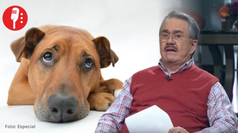 Morena impulsa la “Ley Anti Pedro Sola” para castigar la apología del maltrato animal