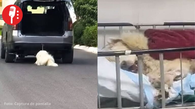 Murió Rocky, el perro arrastrado por su dueña en Saltillo