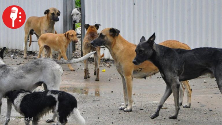 Investigan posible envenenamiento masivo de perros y gatos en Chetumal