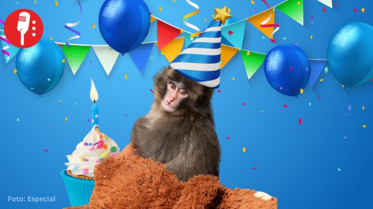 Punch, el mono que conmovió al mundo, celebra su primer cumpleaños