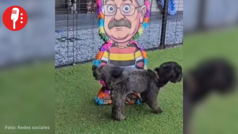 Perritos destrozan y hasta orinan piñata con el rostro de Pedro Sola