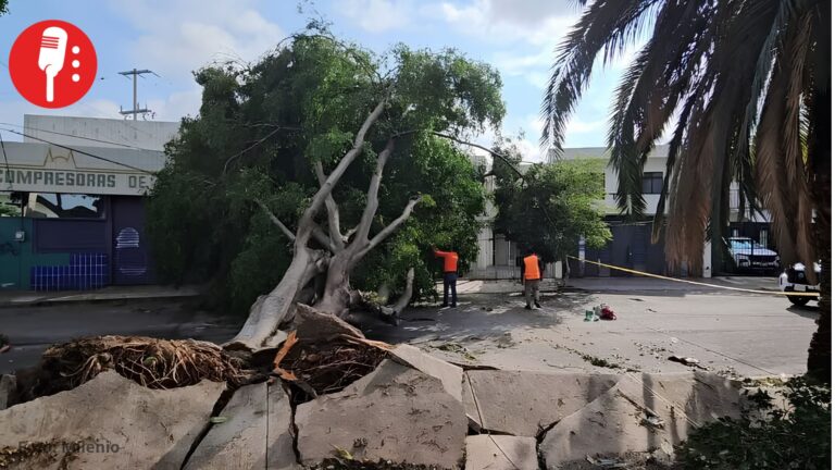 Guadalajara pierde más de mil árboles al año: lluvias y mala planeación agravan la crisis ambiental