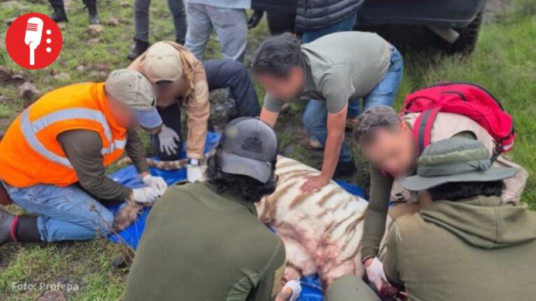 Necropsia confirma que tigre Kenzo murió por un disparo durante operativo en Edomex