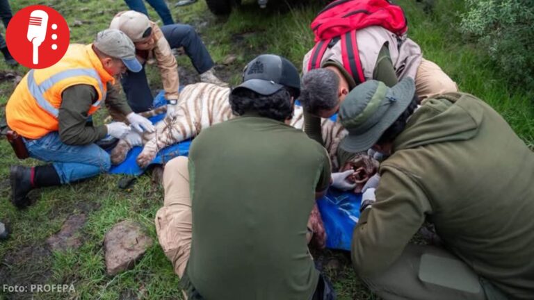 Muere Kenzo, el tigre de Bengala blanco, tras operativo de captura en Tepetlaoxtoc