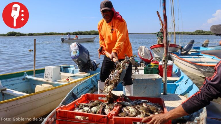 Inicia temporada de captura de jaiba en Sinaloa; esperan superar las 15 mil toneladas