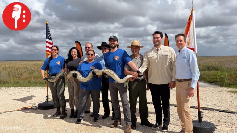 Florida lanza reto para capturar pitones invasoras; hasta 25 mil dólares en premios