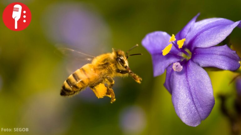 Suprema Corte analizará reconocer a las abejas como sujetos de derechos