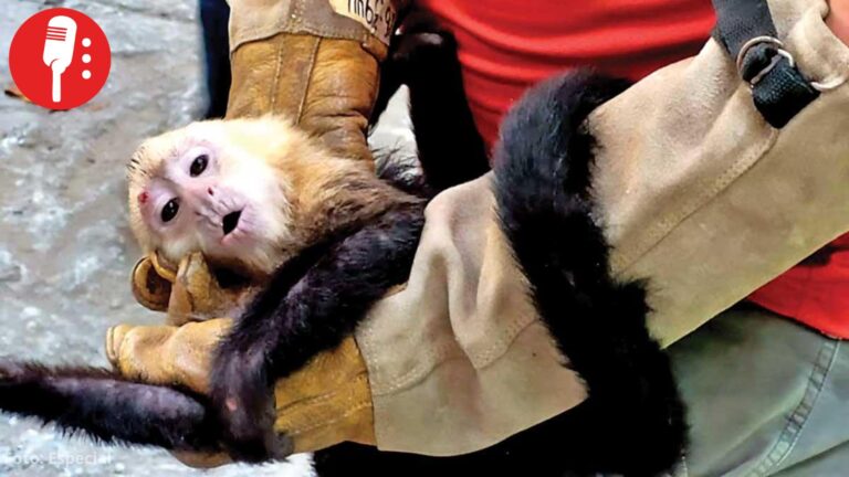 Denuncian irregularidades y maltrato animal en zoológico YUMKÁ de Tabasco