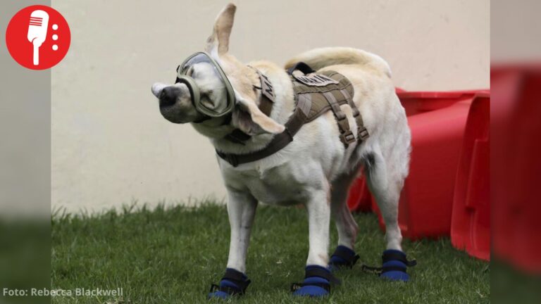 Día del Perro: los héroes de cuatro patas que salvan vidas