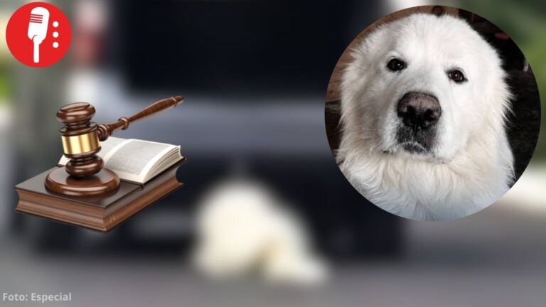 Fiscalía de Coahuila buscará pena máxima contra mujer que mató al perrito “Rocky”