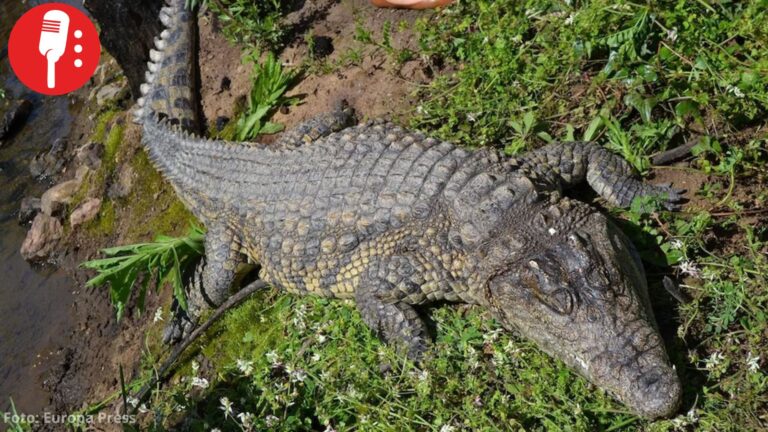 Alertan por avistamiento de cocodrilos en playas de Puerto Vallarta; piden extremar precauciones