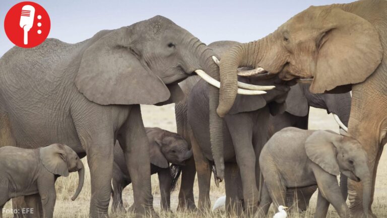 Investigan muerte de 15 elefantes en un parque nacional de Kenia