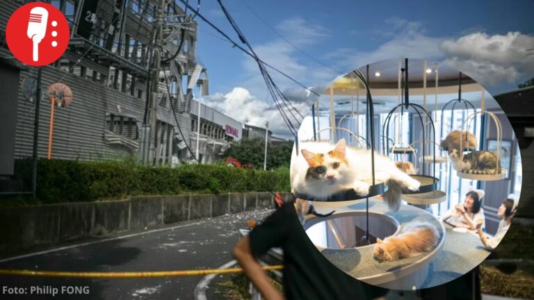 Rescatan con vida a 25 gatos atrapados tras terremoto en Japón