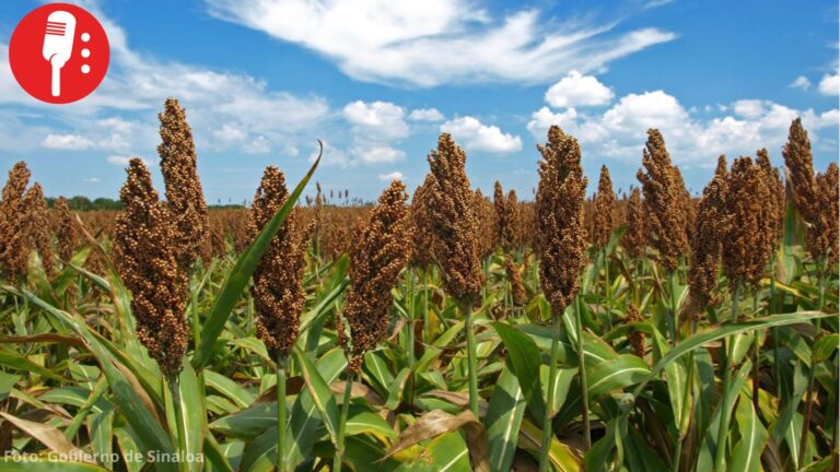 China aumenta compra de sorgo sinaloense y abre nuevas oportunidades para el campo