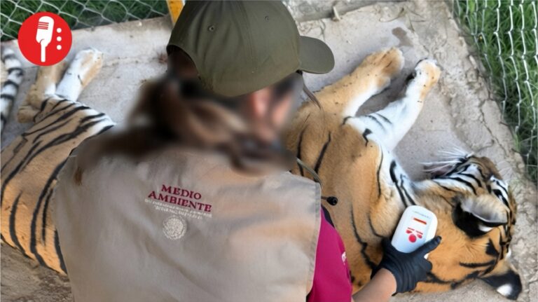 Profepa rescata cinco felinos en un predio de Durango