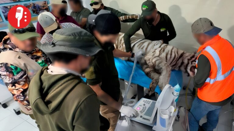 Muere baleado Kenzo, el tigre blanco que escapó en el Edomex