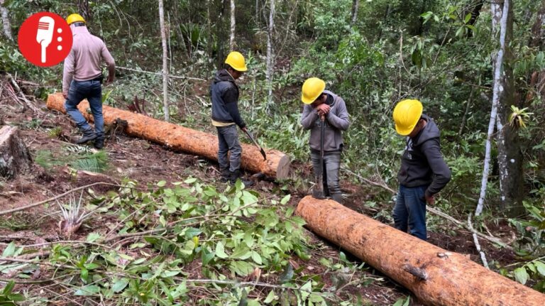 Sanidad forestal protege los pinos de Montebello contra el descortezador